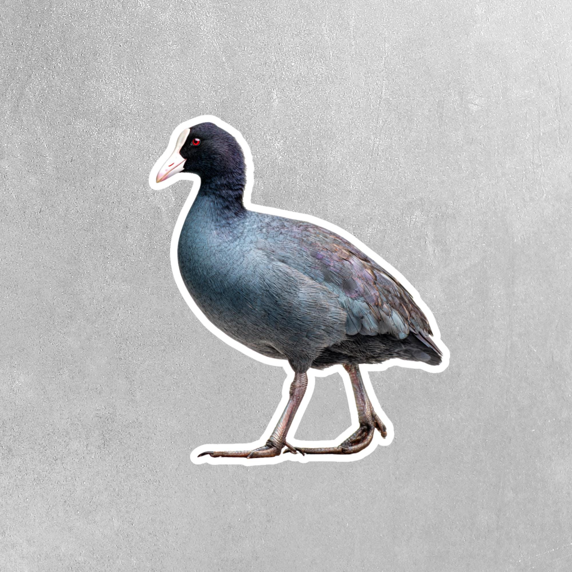 American Coot Sticker | Birding Sticker - Etsy