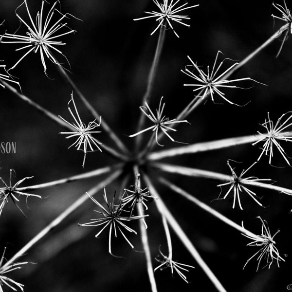 Star-burst dried flower I •Printable Photo •Black and white photography •Macro •Botanical Print •Floral Wall Art •Nature