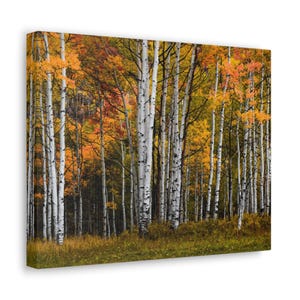 Póster mate de paisaje otoñal, arte de pared con bucles alpinos, impresión en lienzo de árboles de álamo, obra de arte horizontal para decoración del hogar, fotografía de la naturaleza