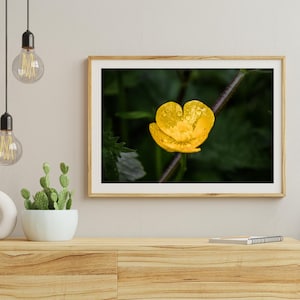 Buttercup Canvas Wall Art, Floral Matte Print, Botanical Hanging, Vibrant Yellow Flower Decor, Nature Art, Calm Home and Office Decoration