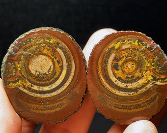 May include: Two round, agate slices with concentric rings of brown, yellow, and black. The slices are polished and have a glossy finish.