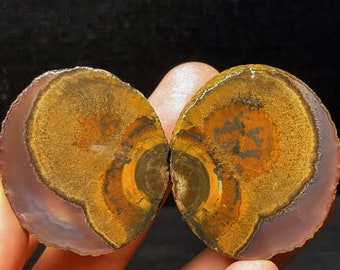 May include: Two agate slices with brown, orange, and purple banding. The slices are polished and have a natural, organic shape.