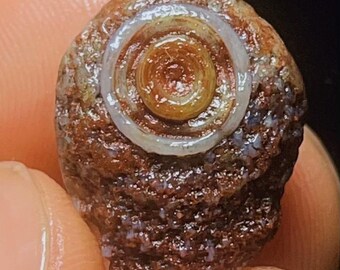 May include: A close-up of a small, brown, and textured rock with a light-colored, spiral-shaped design in the center. The spiral has concentric rings of varying shades of brown and tan. The rock has a rough, uneven surface.