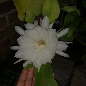 Epiphyllum oxypetalum.  Night Queen Live rooted blooming (almost 3 Yrs. Old) plant.