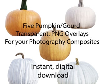 Superposiciones PNG de fotografías de calabazas y calabacines (descarga digital)