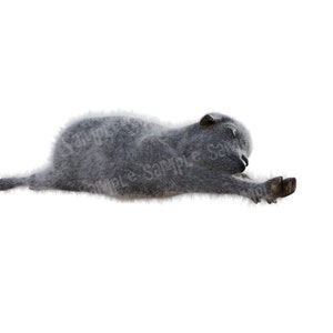 Puede incluir: Un mono gris y peludo acostado de lado con la cabeza vuelta hacia su cuerpo. El mono est&aacute; estirando su brazo derecho hacia adelante.