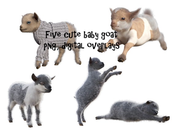 Cute Baby Goat PNG Overlays, Digital Photo Composites (Set of 5)