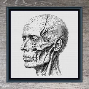 May include: Black and white cross-stitch pattern of a human head with visible muscles and bones. The pattern is framed and the title "Scary Human Head" is below the frame. The dimensions of the pattern are 200 x 250.