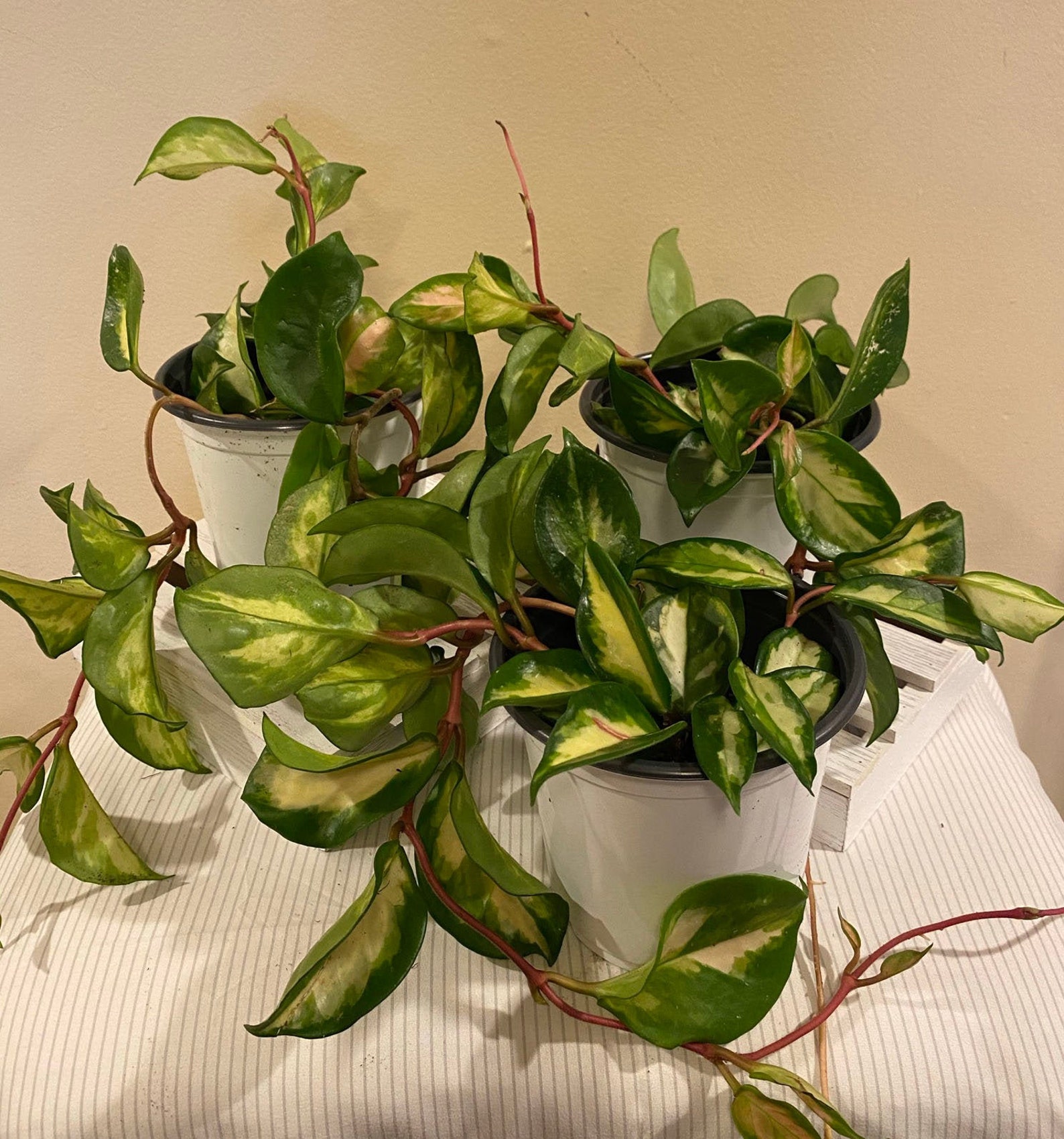Hoya Carnosa Krimson Princess Live Plant 5in Nursery Pot | Etsy