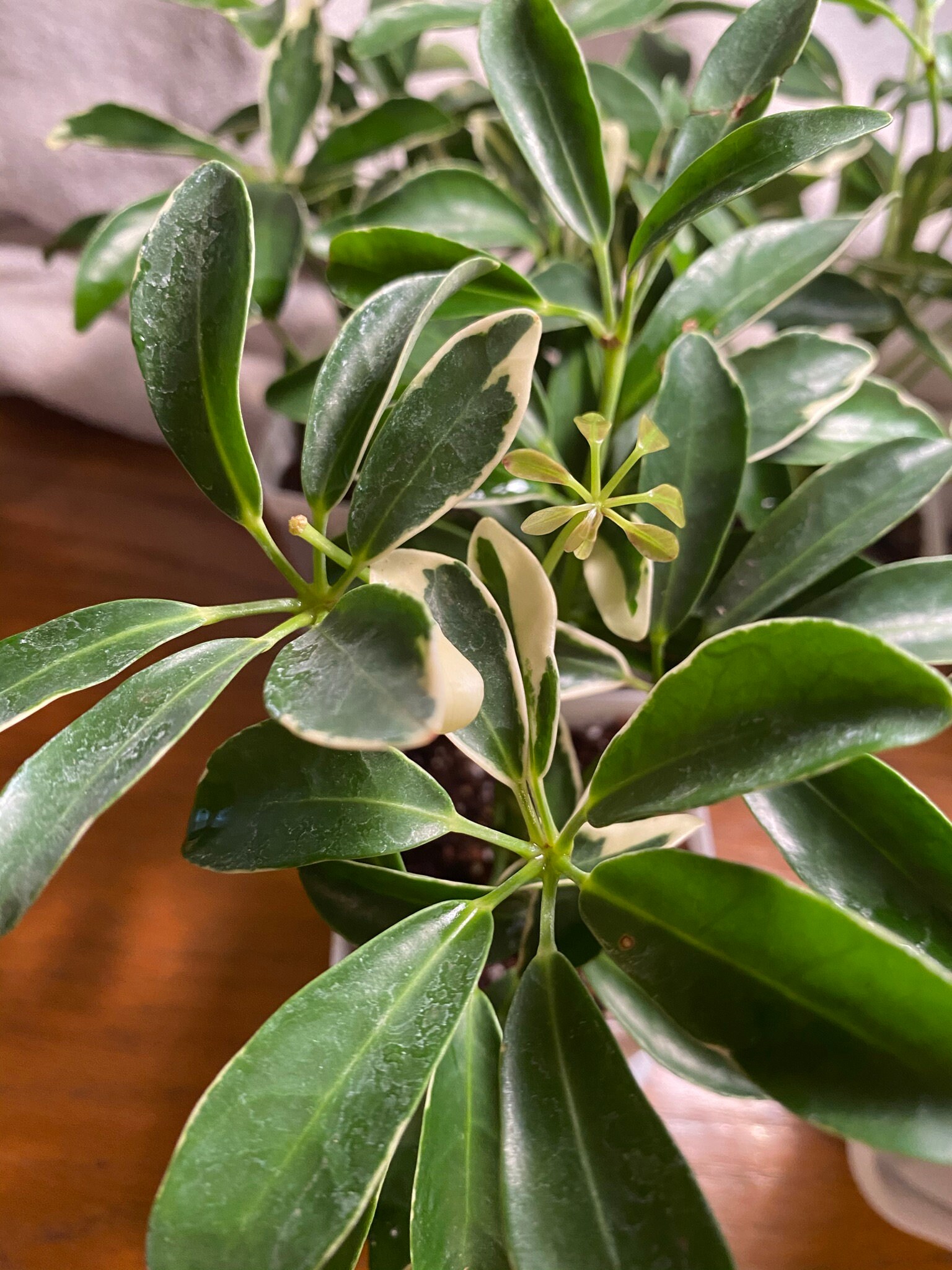 MoonDrop Schefflera Arboricola Dwarf Umbrella Plant 3in Etsy
