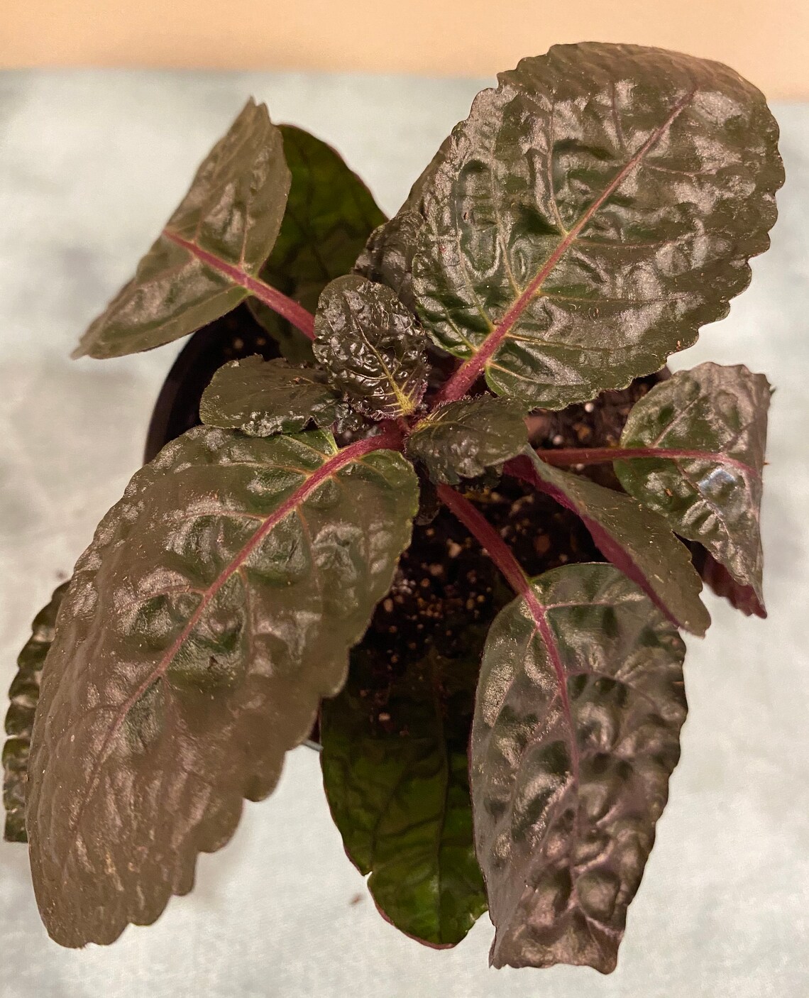 Waffle Plant Purple & Snow White Varieties 3.5in Nursery ...