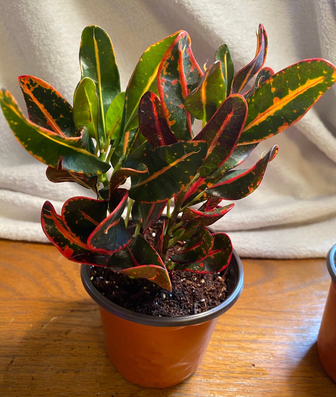 Luna Croton Live Plant 4in Nursery Pot Included Plant Mail