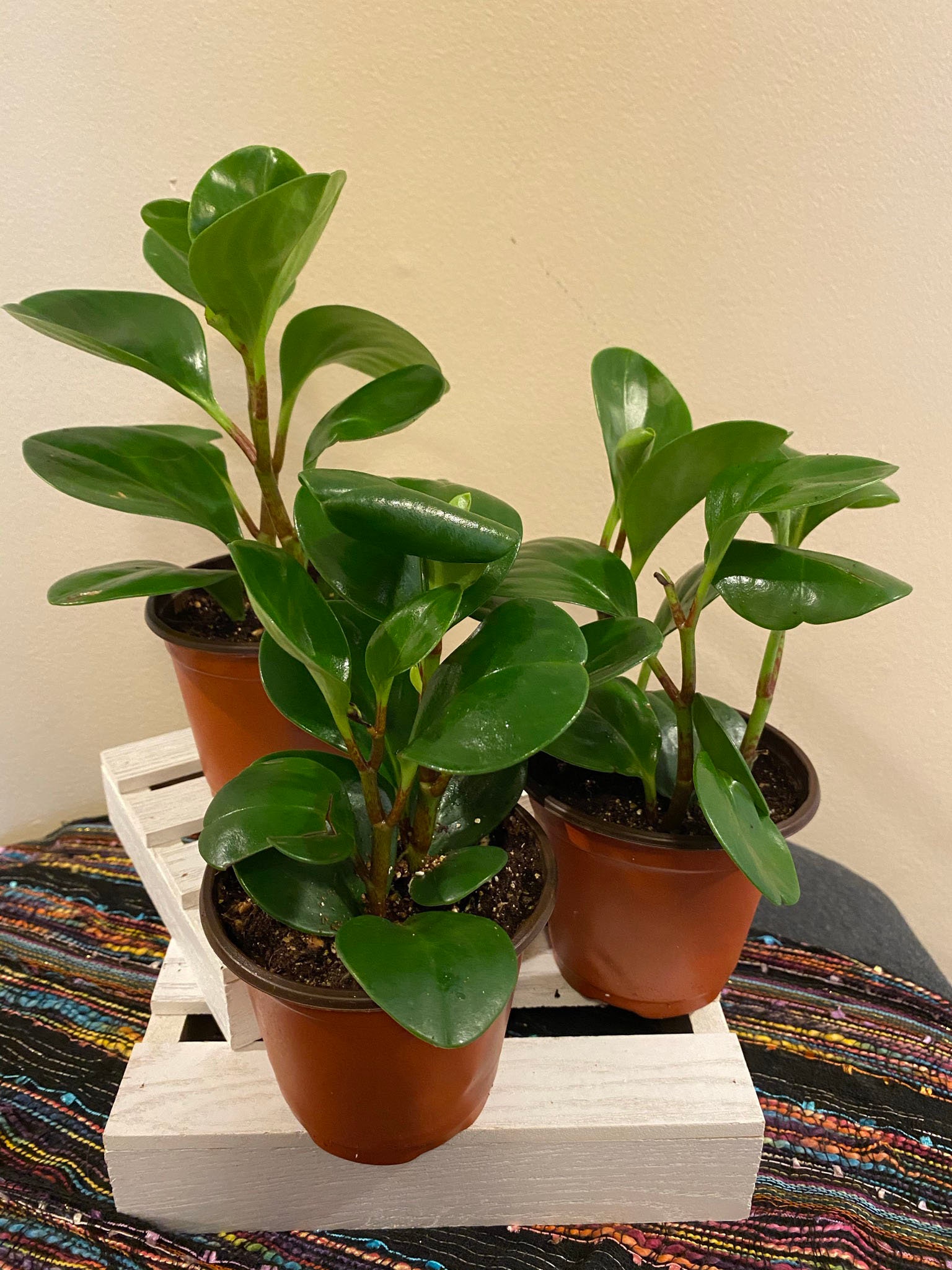 Peperomia Obtusifolia American Baby Rubber Plant Live