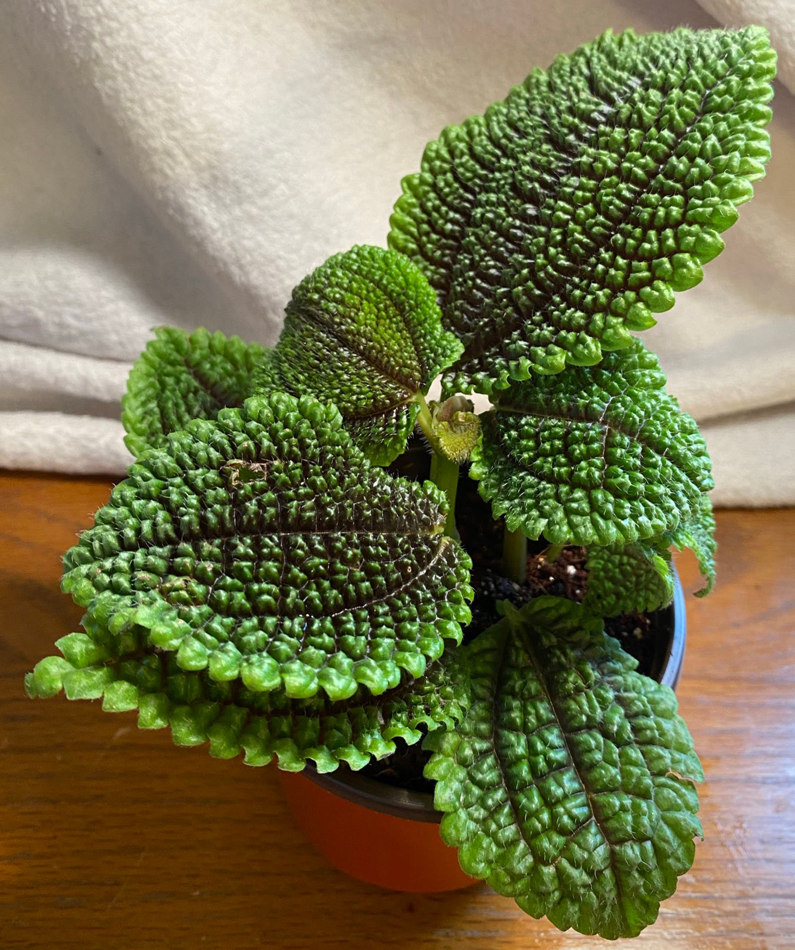 Moon Valley Pilea Friendship Plant 4in Nursery Pot Included Etsy