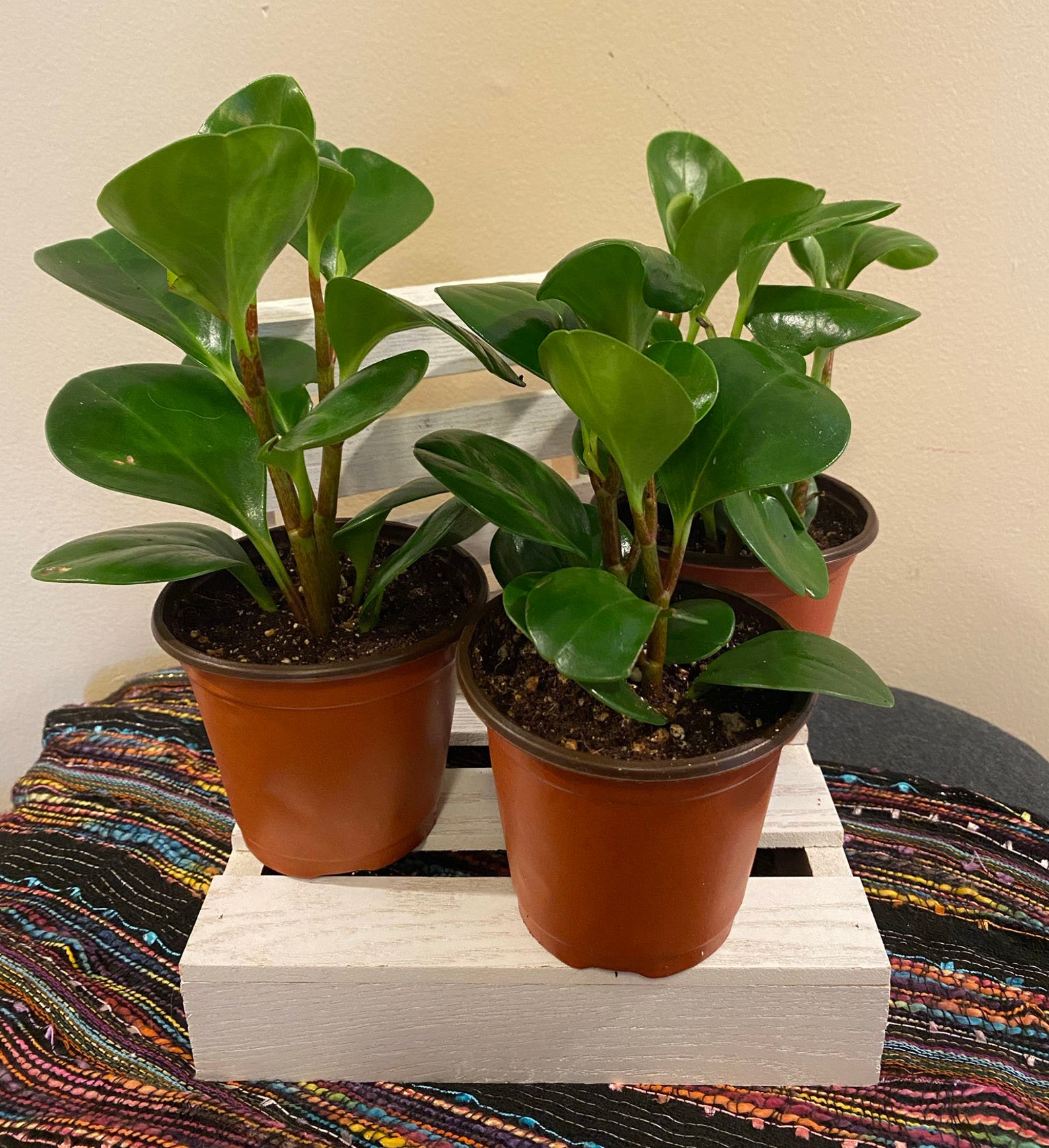 Peperomia Obtusifolia American Baby Rubber Plant Live