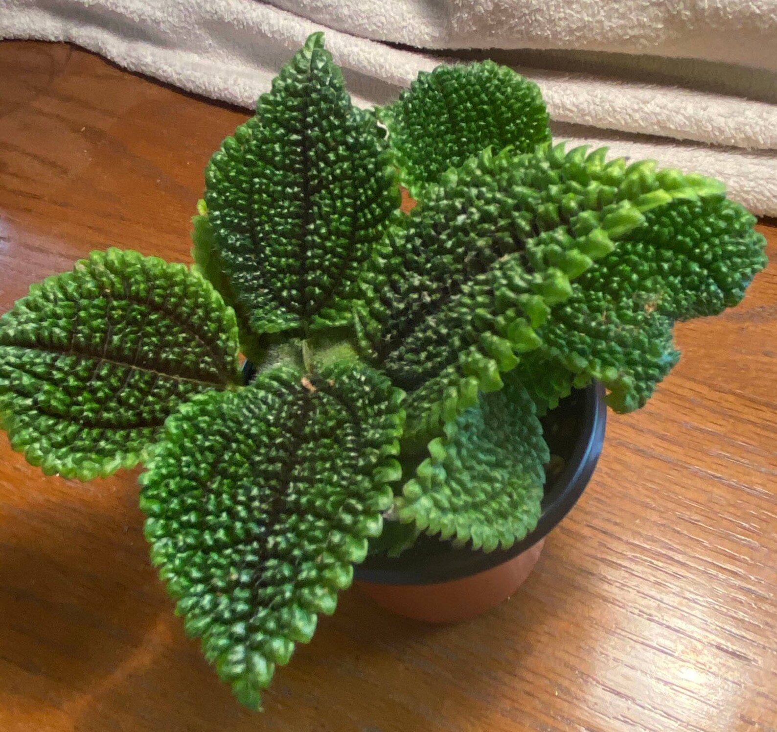 Moon Valley Pilea Friendship Plant 4in Nursery Pot Included Etsy