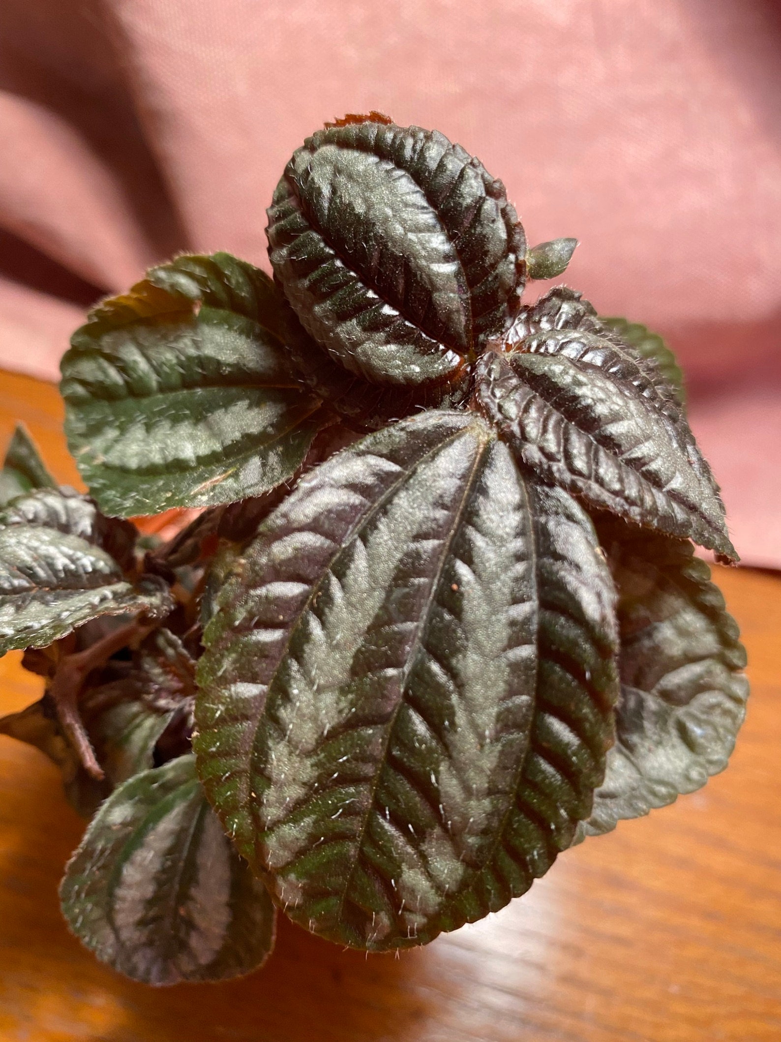 Norfolk Pilea Pilea spruceana 3in Nursery Pot Included Etsy