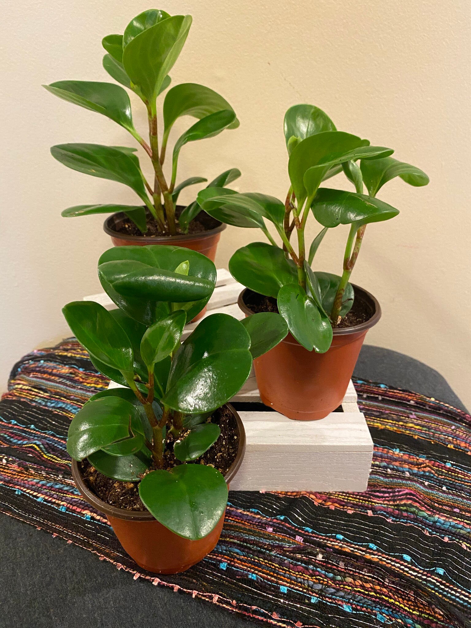 Peperomia Obtusifolia American Baby Rubber Plant Live