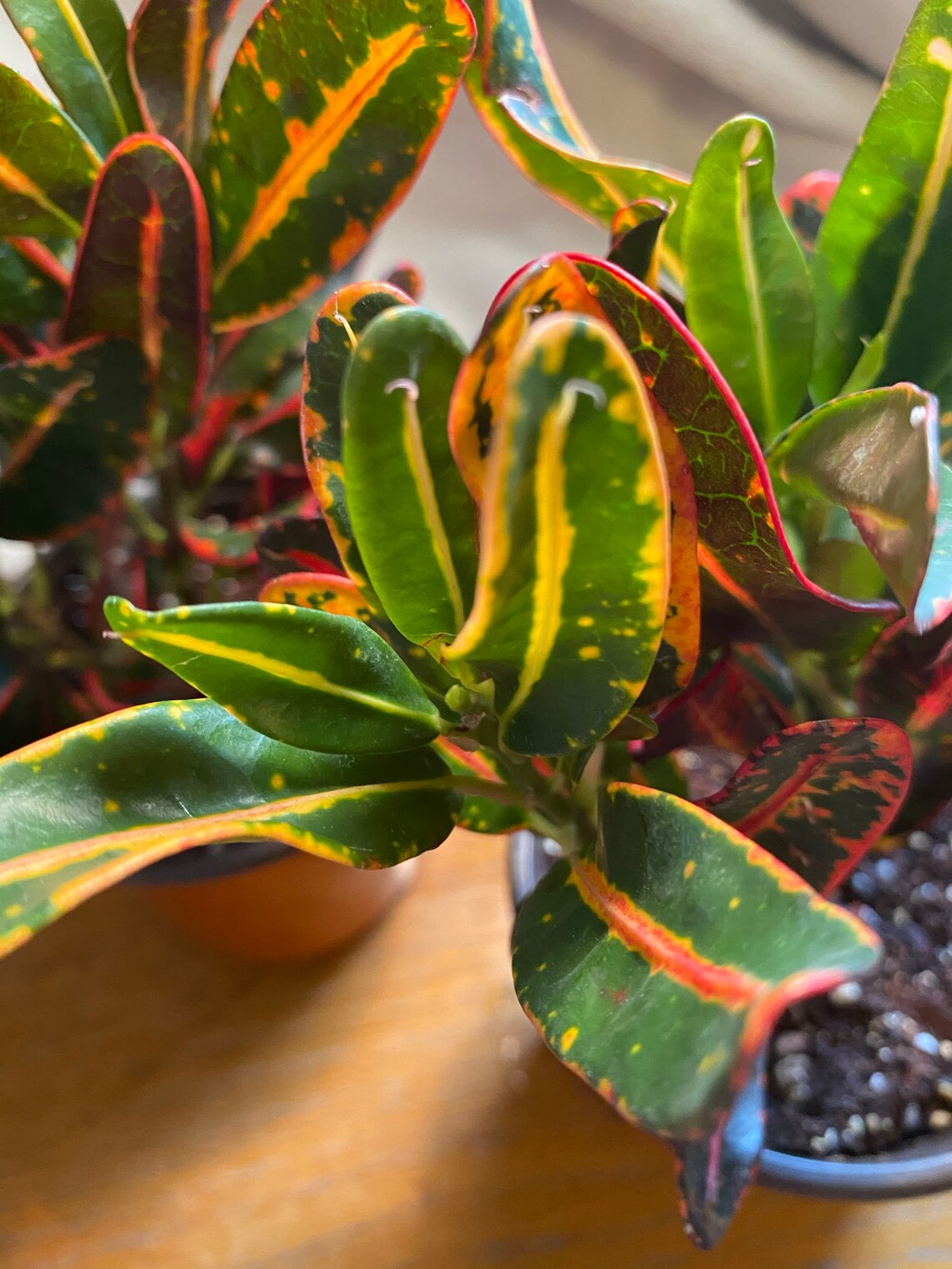 Luna Croton Live Plant 4in Nursery Pot Included Plant Mail