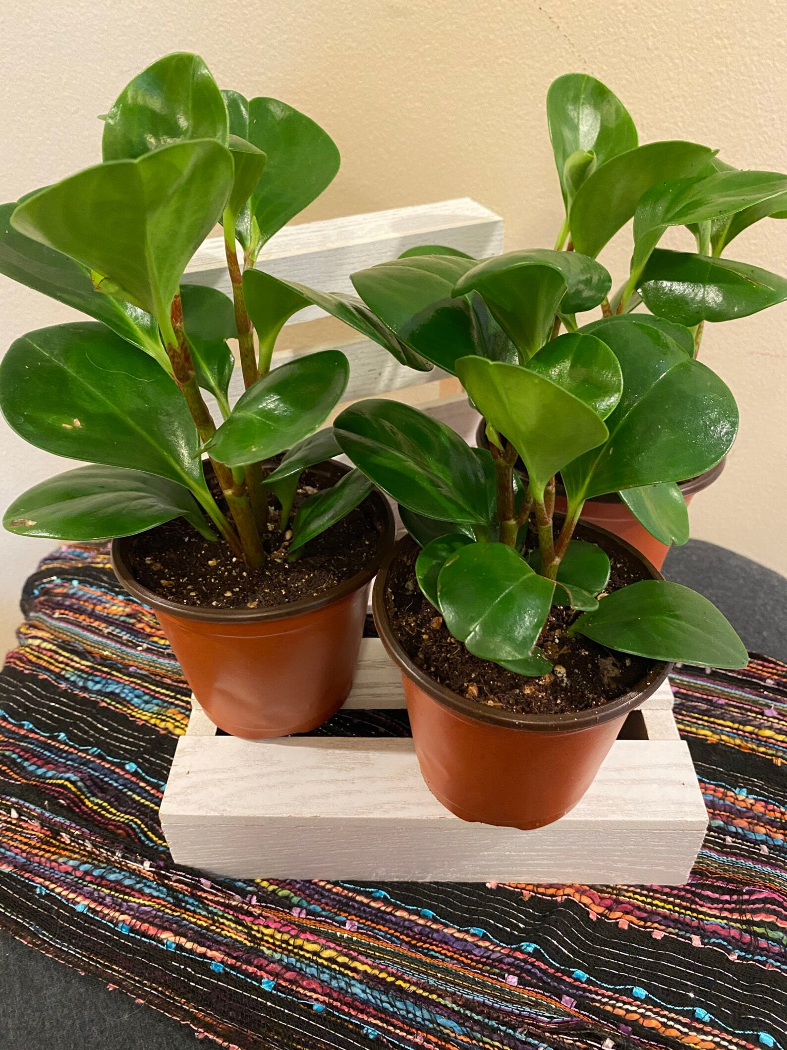 Peperomia Obtusifolia American Baby Rubber Plant Live