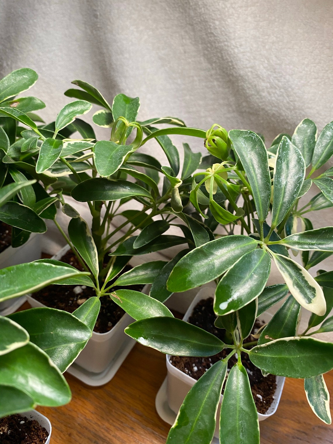 MoonDrop Schefflera Arboricola Dwarf Umbrella Plant 3in Etsy