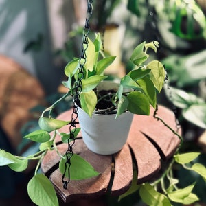 May include: A potted plant with light green leaves hanging from a wooden leaf-shaped shelf. The plant is suspended by a black chain.