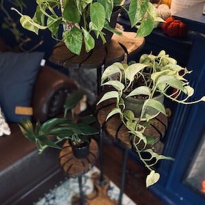 May include: Three potted plants on a tiered metal stand with wooden shelves. The plants are a variegated green and white, a solid green, and a variegated green and white with a heart-shaped leaf.