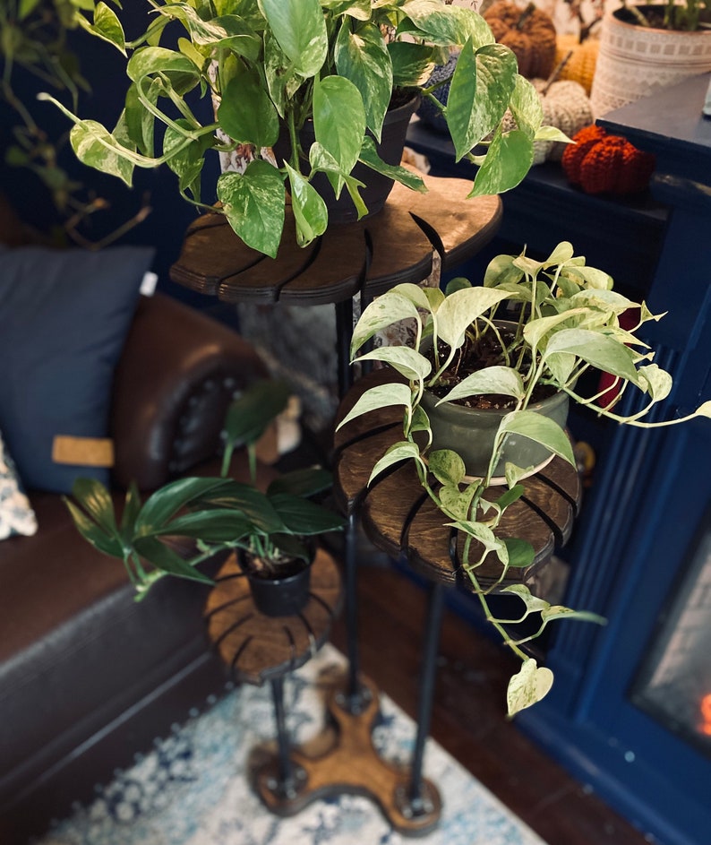 May include: Three potted plants on a tiered metal stand with wooden shelves. The plants are a variegated green and white, a solid green, and a variegated green and white with a heart-shaped leaf.