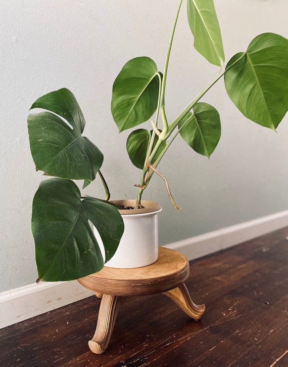 Short Plant Stand Plant Stool Plant Stand Wood Planter Indoor