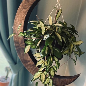 May include: A wooden crescent moon planter with a hanging plant. The plant has green and white variegated leaves and is hanging from a white macrame cord.
