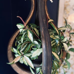 May include: A dark brown wooden hanging planter with a unique design. The planter is filled with a green and white variegated plant with trailing vines.