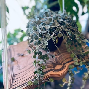 May include: A hanging plant with small, round, green leaves cascading from a dark pot. The plant is suspended by a white cord from a wooden shelf with a decorative, etched design. The shelf is a light brown colour.