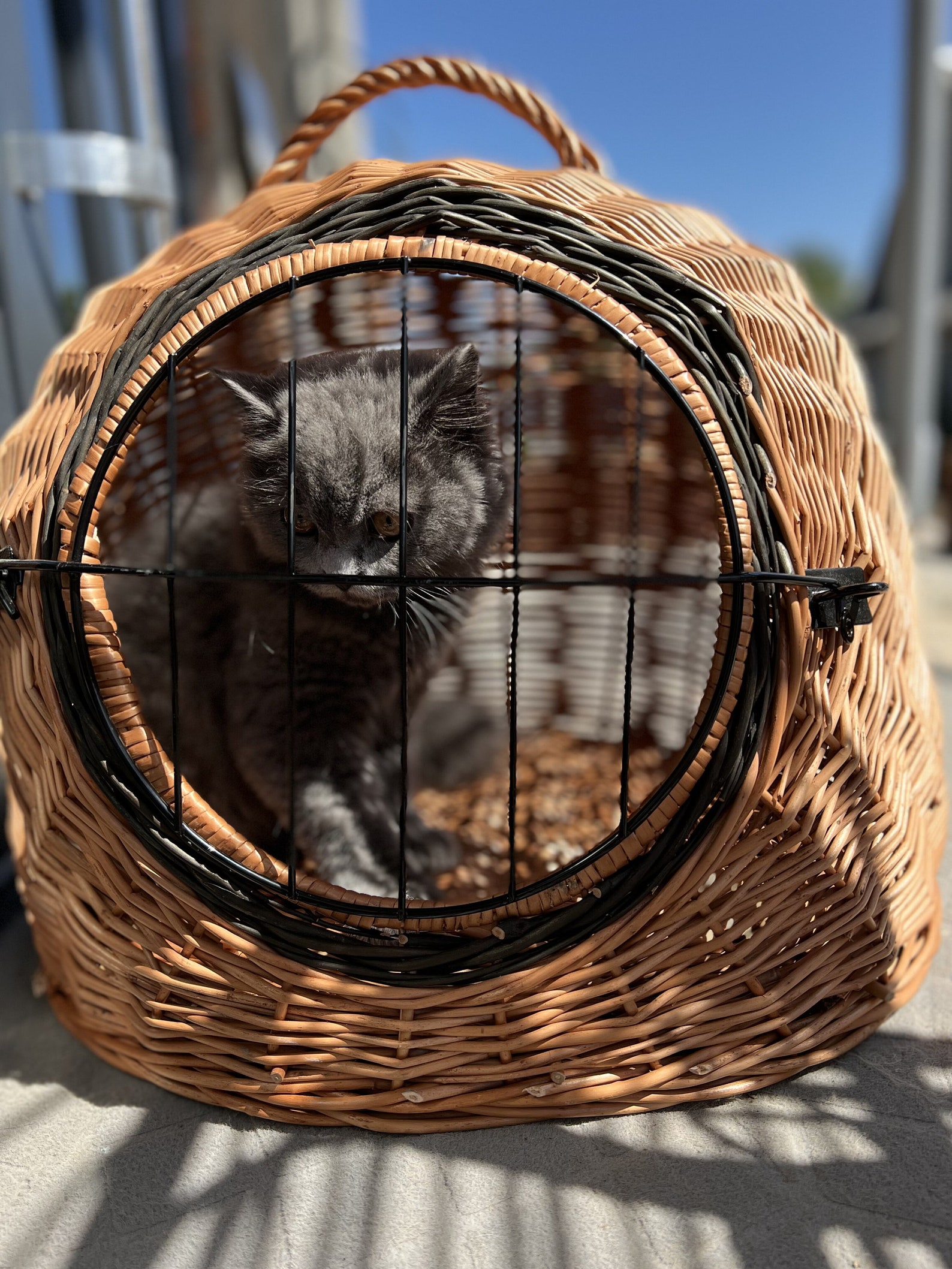 Wicker Pet Carrier, Pet Basket, House for Animals - Etsy - Wicker Pet Basket