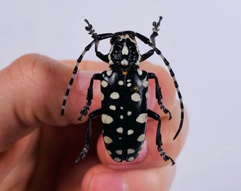 Black and white long horned beetle Threnetica lacrymans for insect artwork, insect collection or taxidermy project