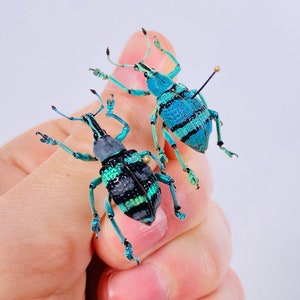 Peut inclure: Deux scarabées bleus et verts avec des marques noires sont tenus dans la main d'une personne. Les scarabées ont de longues antennes et sont perchés sur les doigts de la personne.