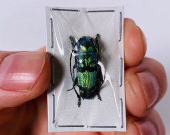 Blue metallic long horned beetle Glenea celestis for insect artwork, butterflies collection or taxidermy project