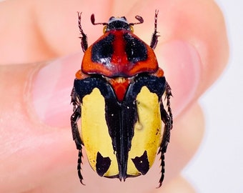 Glycosia Tricolor Real Red Black Yellow Flower Beetle Insect