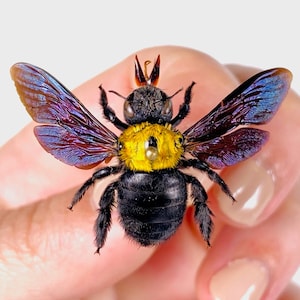 May include: A detailed macro photograph of a bee. The bee has a black, fuzzy body with a yellow thorax. Its wings are a vibrant mix of purple and blue. The bee is held by a person.