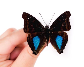 Real butterfly for insect art project, Unmounted Doxocopa cyane for taxidermy artwork 50mm