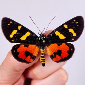 May include: A butterfly with open wings, held between fingers. The wings are primarily black with yellow and orange markings. The body is black and yellow striped. The butterfly's antennae are visible. The background is a plain white.