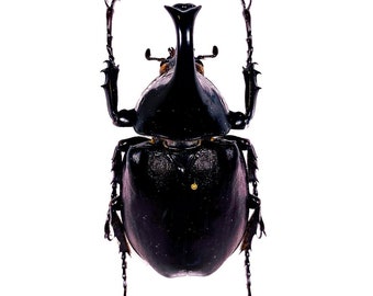 Real Rhyno beetle for insect art project Xylotrupes gideon, Unmounted bug for taxidermy 50-55mm