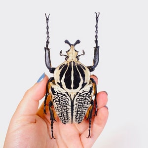 Goliathus orientalis République démocratique du Congo (CD), sauvage - Scarabée goliath géant insecte mort non monté pour oeuvre d'art et collection
