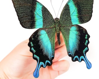 Papilio blumei 蝶の標本 Buy Framed & Butterfly Specimens | Mounting Equipment
