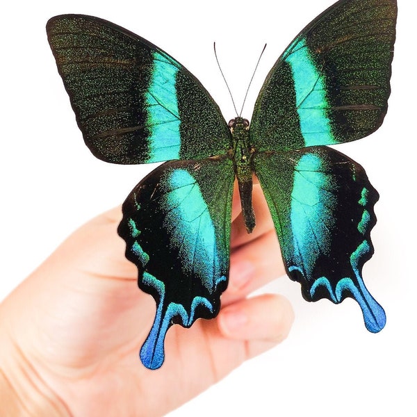 Real butterfly for art project Papilio blumei - Unmounted Green swallowtail for taxidermy artwork 105-110mm