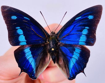 Papillon Anaea cyanea pour oeuvre d'art sur les insectes, collection de papillons ou projet de taxidermie.