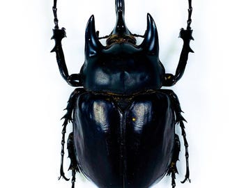 2 A-1 Stephanocrates Preussi 46mm Cameroon Real Unmounted Beetle