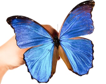 BIG Blue Morpho didius A1 !!! / Butterfly for art project / Unmounted tropical specimen / Taxidermy artwork / Insect collection