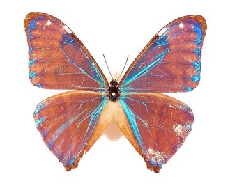 Morpho Aega Real Blue Metalic Butterfly for Art Project Unmounted