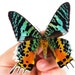 see more listings in the Unmounted butterflies section