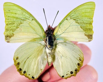 Charaxes eupale butterfly for insect artwork, butterflies collection or taxidermy project.